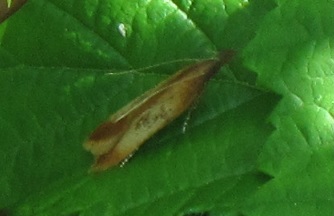 Micro da ID - Dichomeris ustalella - Gelechiidae